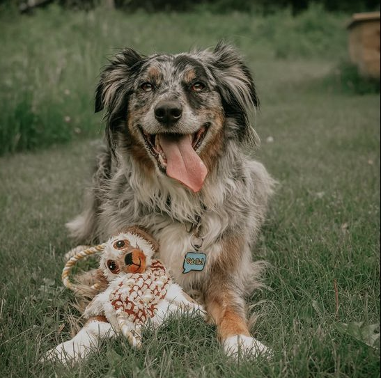 Unleashing Joy: The Positive Benefits for Dogs of Chewing on Dog Toys