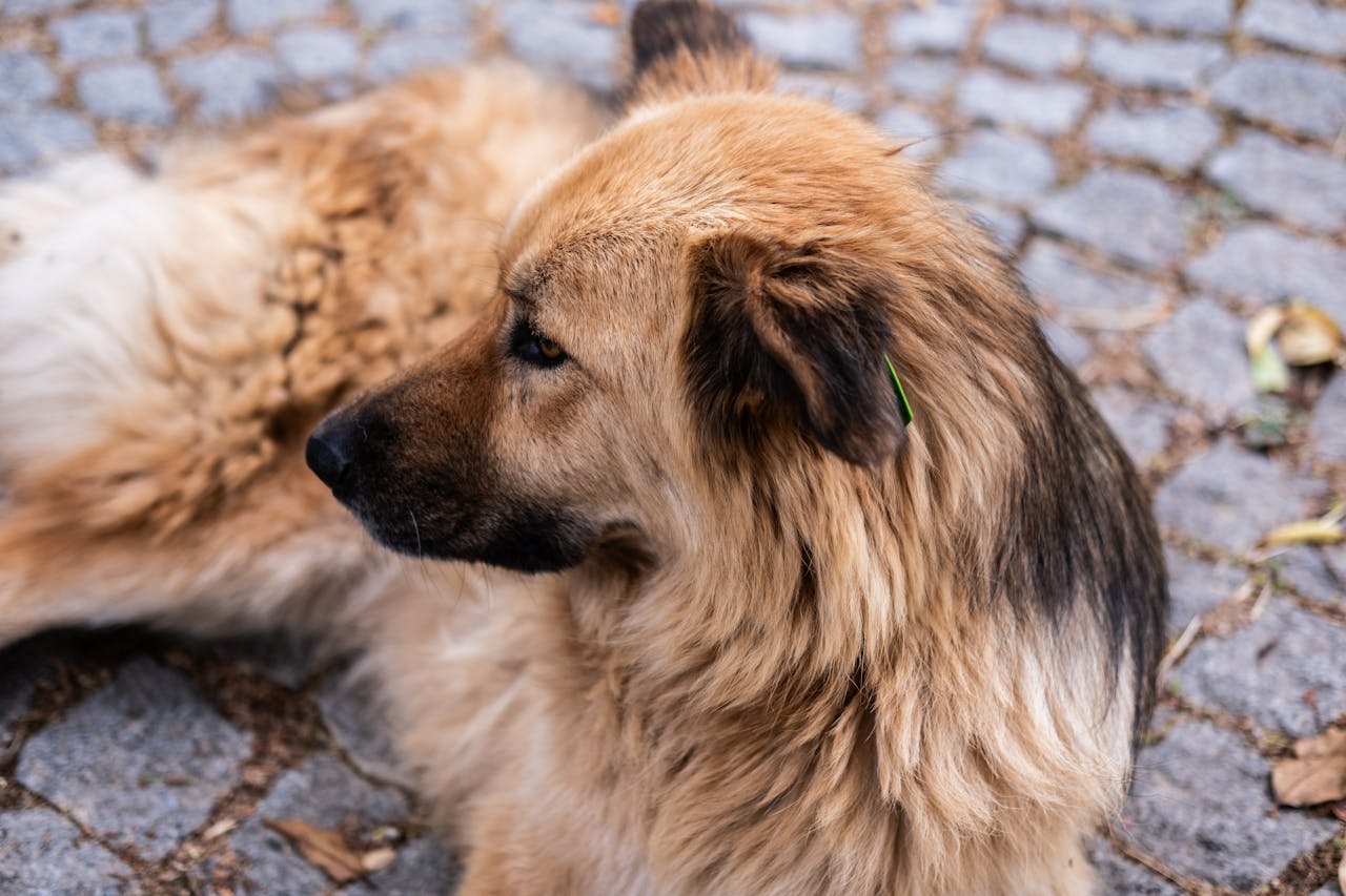 A Step-by-Step Guide to Starting a Modern Pet Care Business