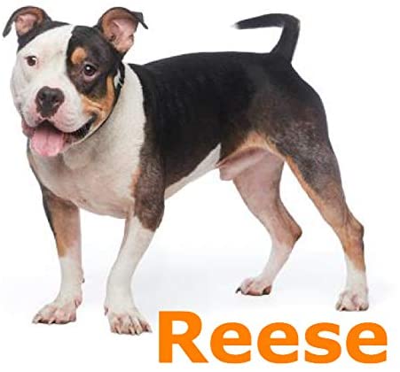 Rescue Rovers: Reese (for Medium and Large Dogs)