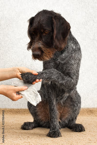 Safeguarding Your Canine Companion: Tips to Protect Your Dog from the Current Respiratory Virus