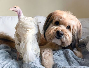 Celebrate Thanksgiving with Your Furry Friend: Top 5 Festive Activities for Dogs