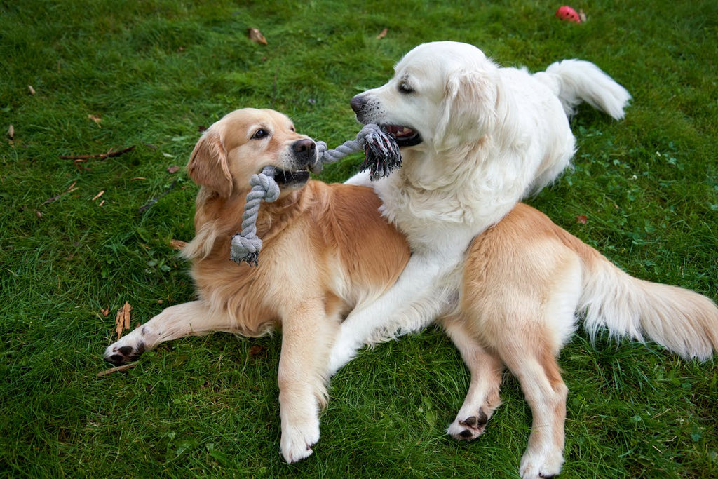 Best Toys to Help Senior Dogs Adjust to a New Living Space