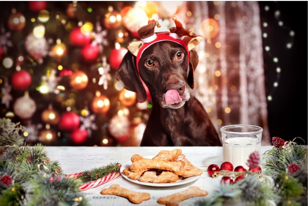 Tail-Wagging Tidings: Dairy-Free Holiday Treats for Your Pooch