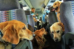 Traveling with your pets during the holidays