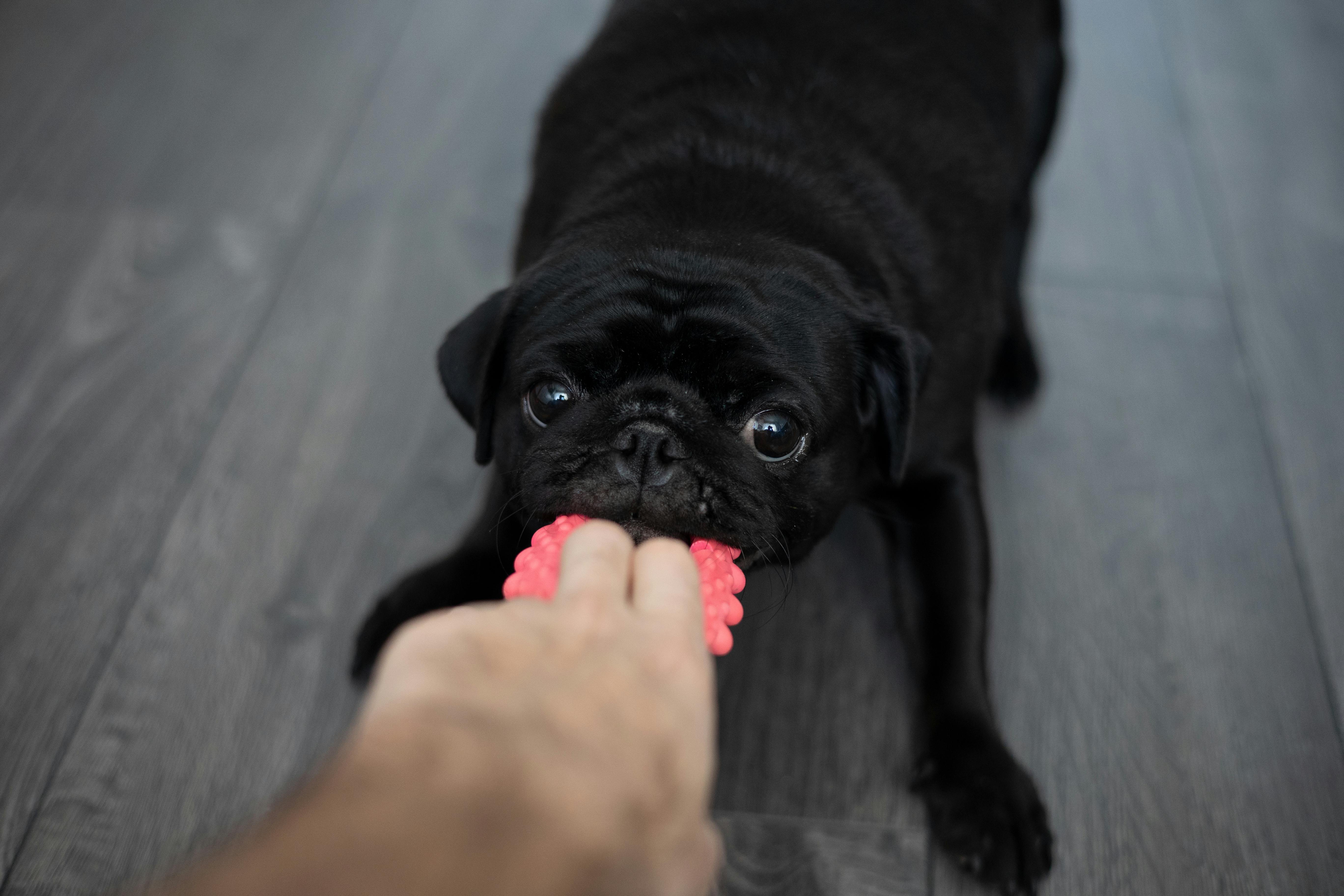 Toys to Keep Your Dog Occupied While Unpacking After Relocation