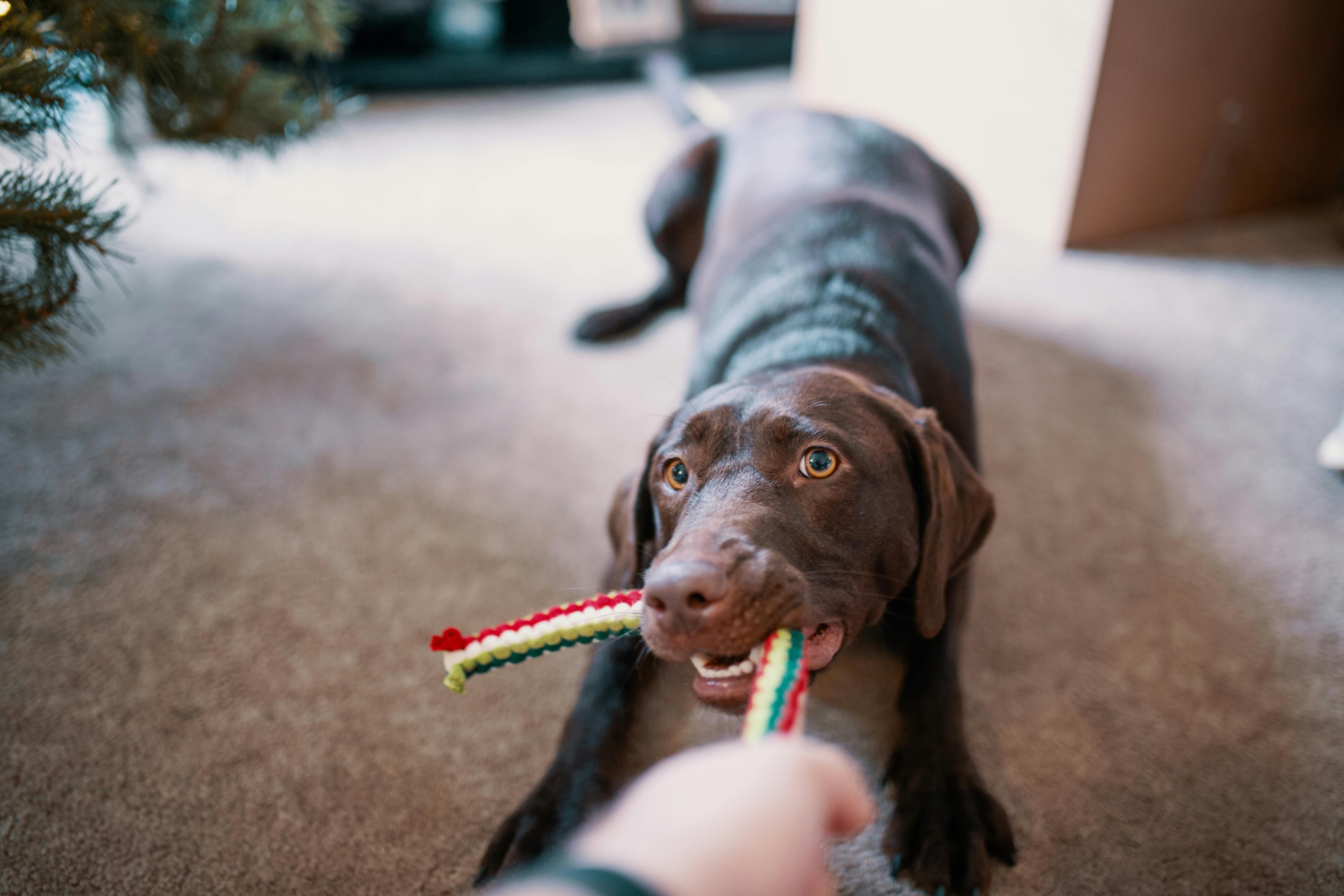 How to Help Your Dog Adjust to a New Home Through Play