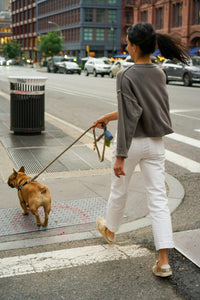 Paws for Thought: Unleashing the Importance of Walking Your Dog