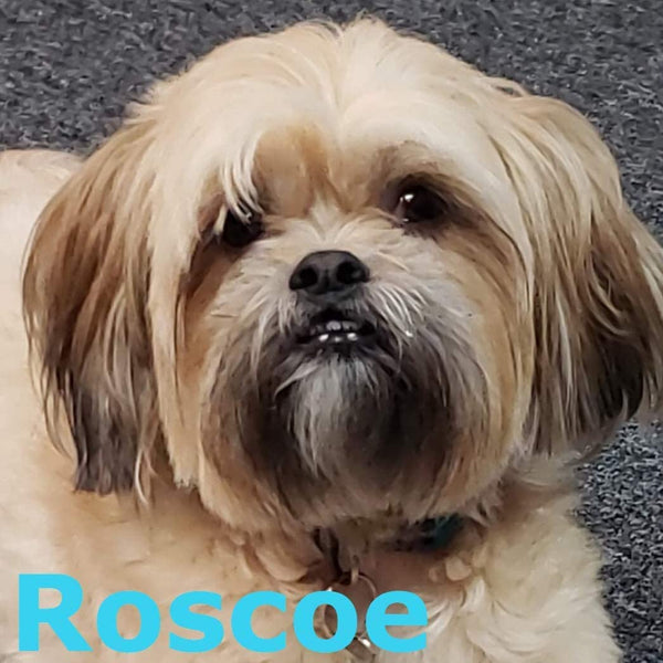 Rescue Rovers: Roscoe (for Small and Medium Dogs)